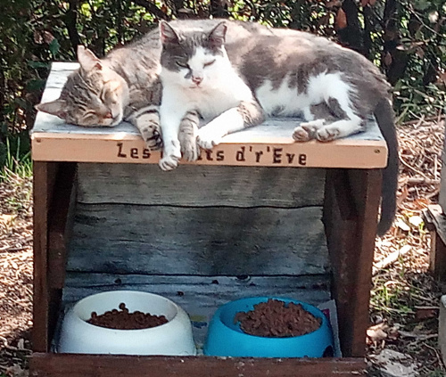 Abri extérieur pour gamelles